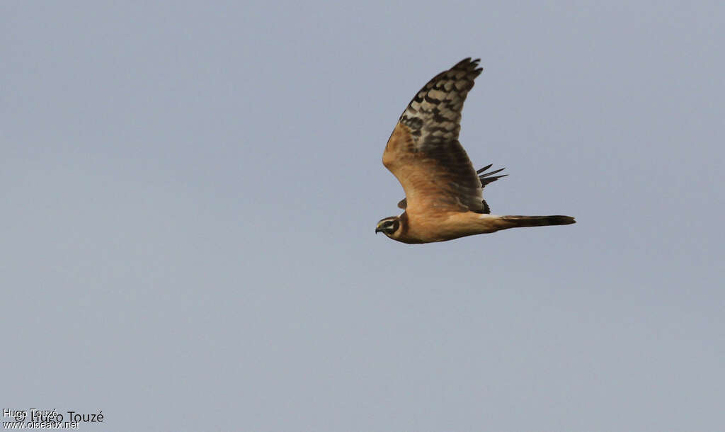 Pallid HarrierSecond year, pigmentation, Flight