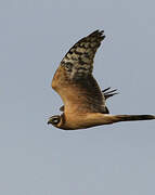 Pallid Harrier