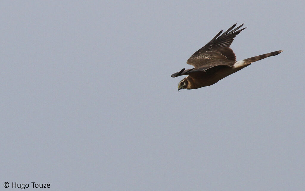 Pallid HarrierSecond year, Flight