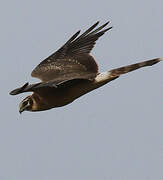 Pallid Harrier