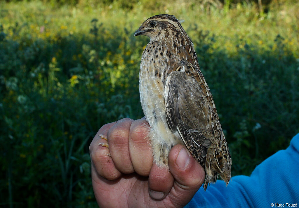 Common Quail