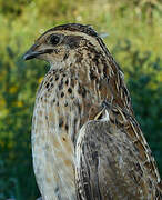 Common Quail