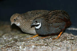 King Quail