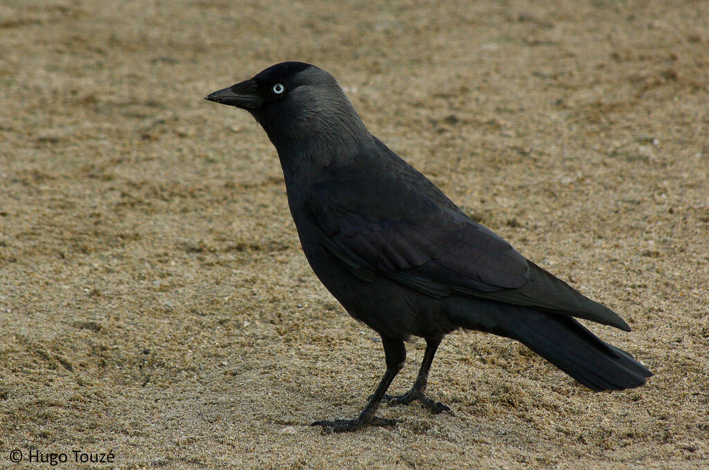 Western Jackdaw