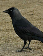 Western Jackdaw