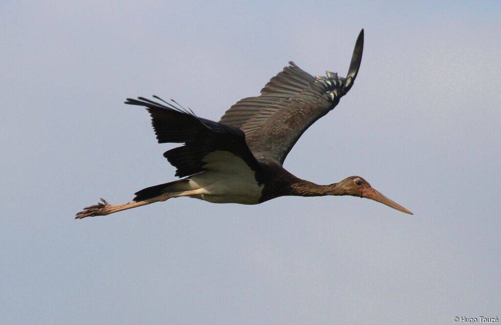 Black StorkSecond year, Behaviour