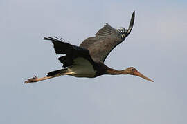 Black Stork