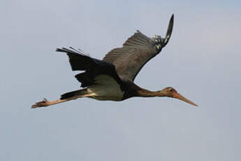 Cigogne noire