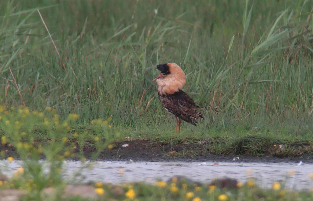 Ruff male adult