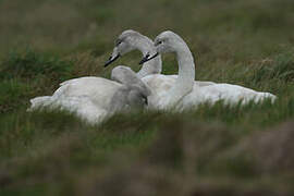 Whooper Swan