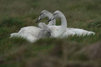 Cygne chanteur