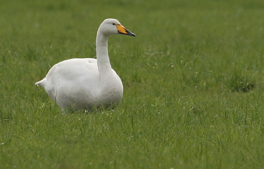 Whooper Swanadult, close-up portrait