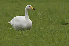 Cygne chanteur