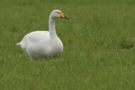 Whooper Swan