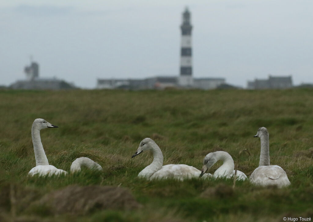 Whooper Swan