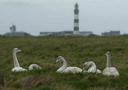 Whooper Swan