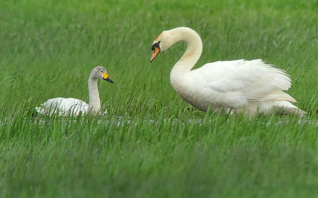 Tundra SwanSecond year