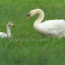 Cygne de Bewick