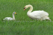 Cygne de Bewick