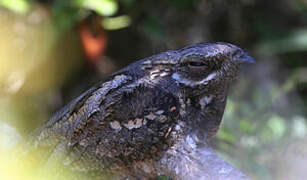 European Nightjar