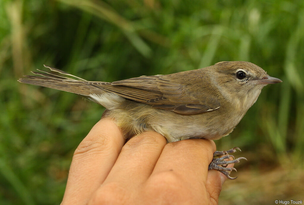 Garden Warbler