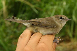 Garden Warbler