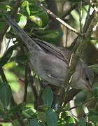 Barred Warbler