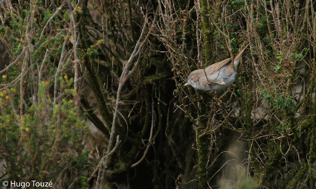 Asian Desert Warbler