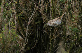 Asian Desert Warbler