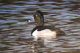 Ring-necked Duck