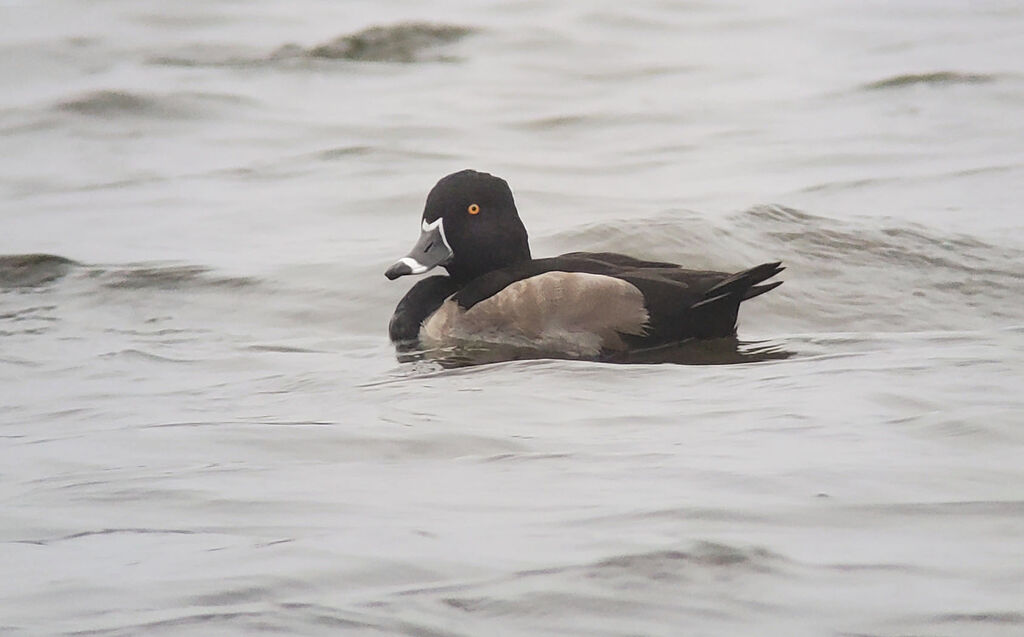 Ring-necked Duck male, close-up portrait