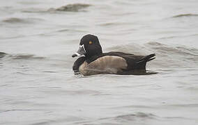 Ring-necked Duck