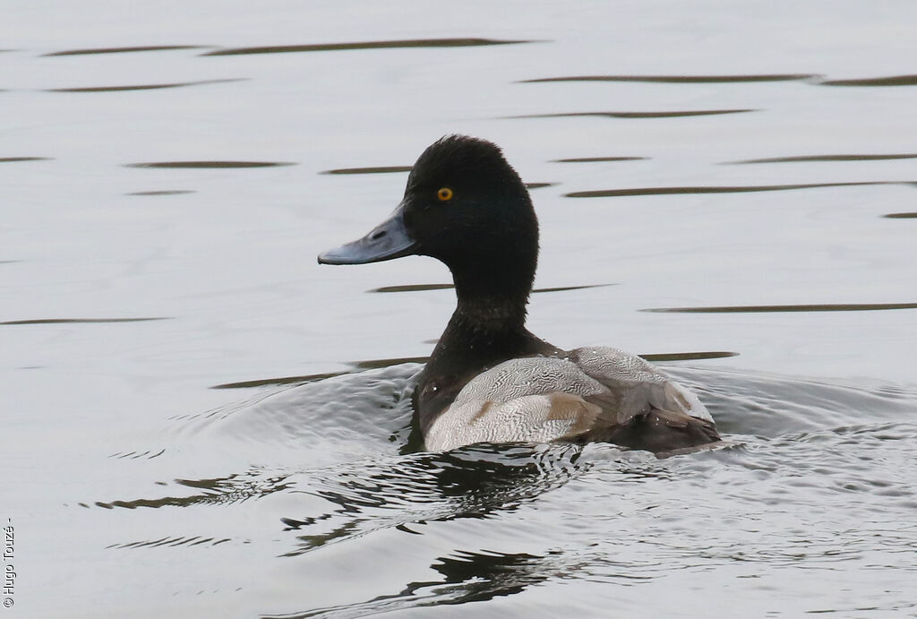 Lesser Scaup male