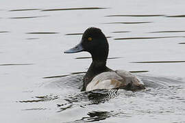 Lesser Scaup