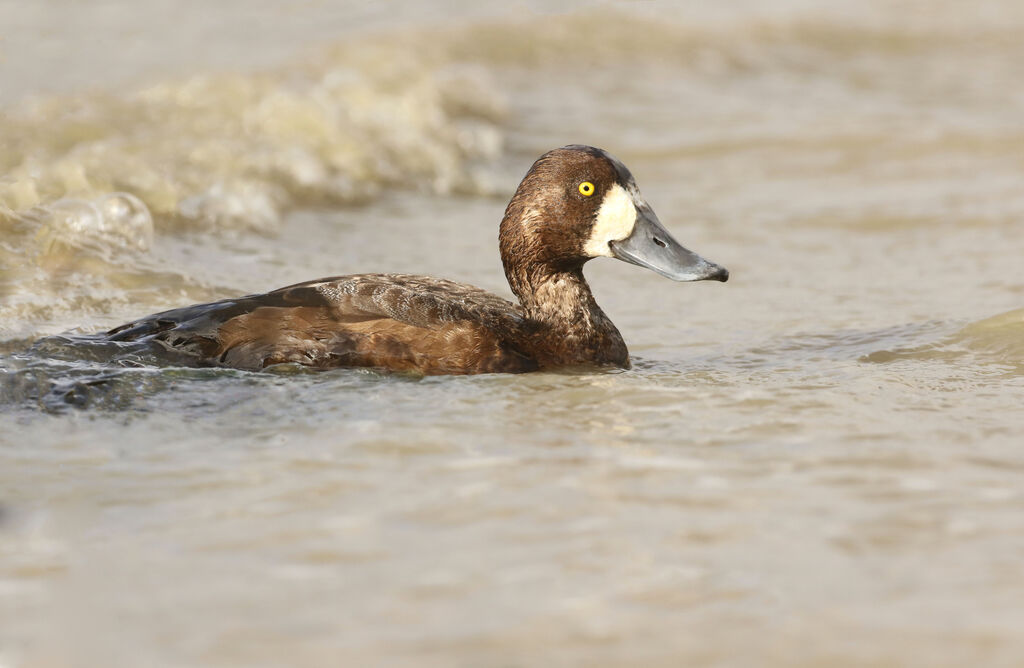 Greater ScaupFirst year, close-up portrait