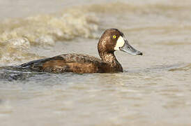 Greater Scaup