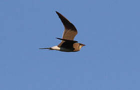 Collared Pratincole