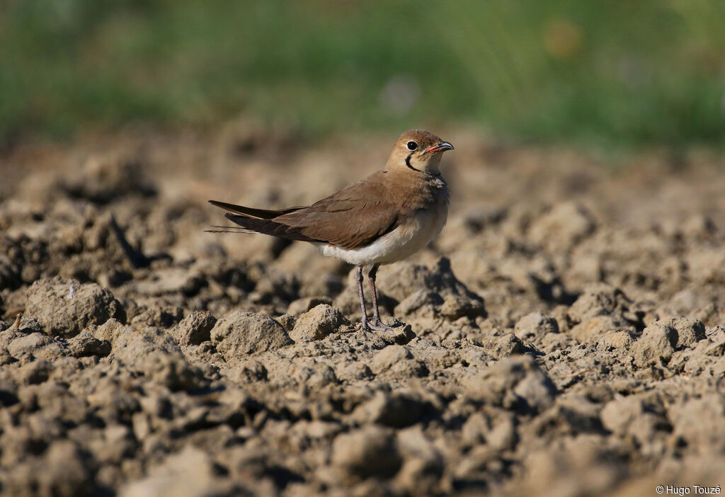 Collared Pratincoleadult