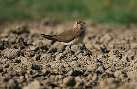 Collared Pratincole