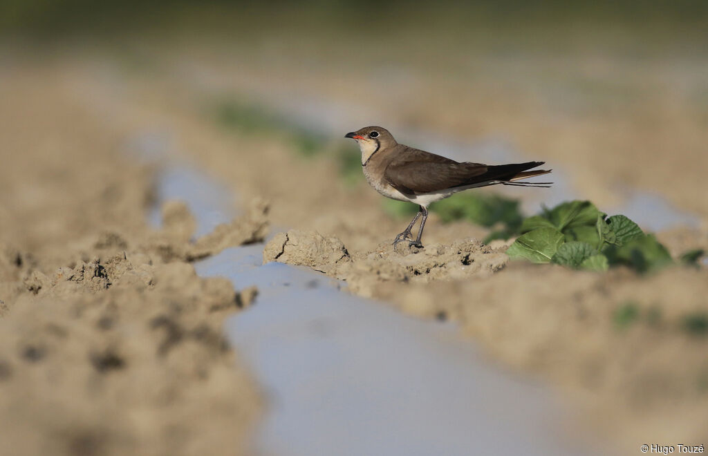 Collared Pratincoleadult