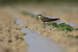 Collared Pratincole