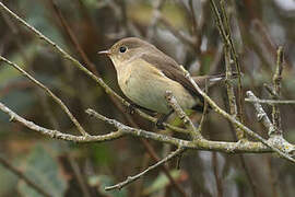 Red-breasted Flycatcher