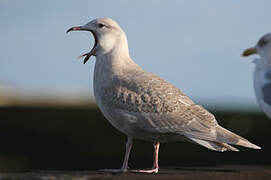 Iceland Gull