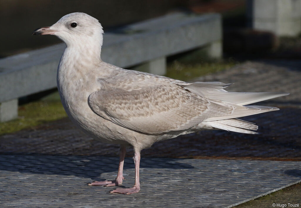 Goéland à ailes blanches