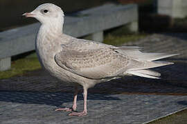 Iceland Gull