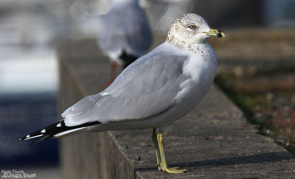 Ring-billed Gulladult post breeding, identification