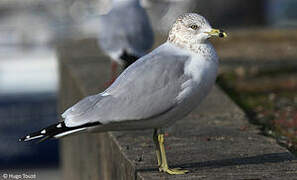 Ring-billed Gull