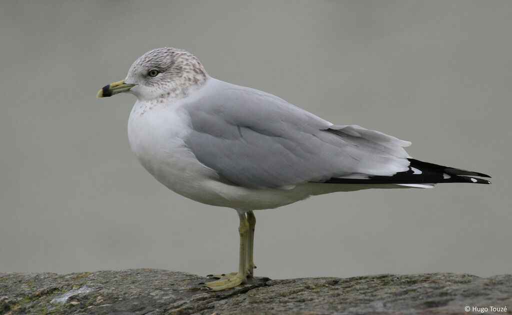 Ring-billed Gull