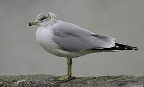 Ring-billed Gull