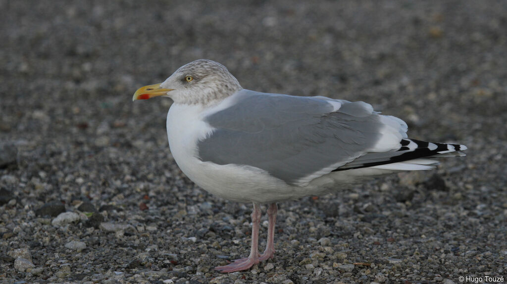 Goéland argentéadulte, identification